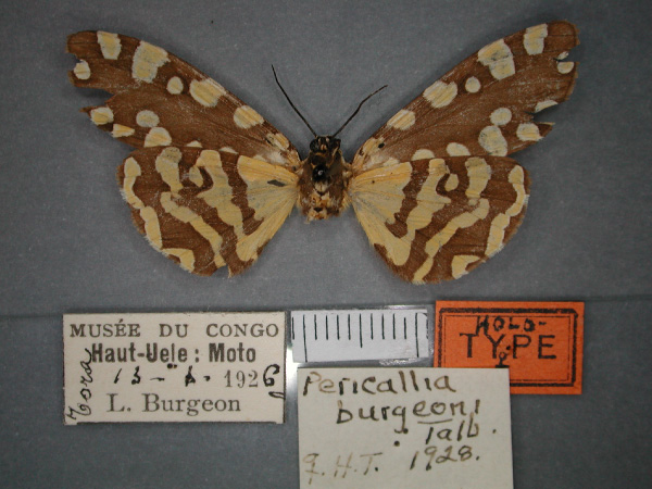 /filer/webapps/moths/media/images/B/burgeoni_Afrowatsonius_HT_RMCA_02.jpg
