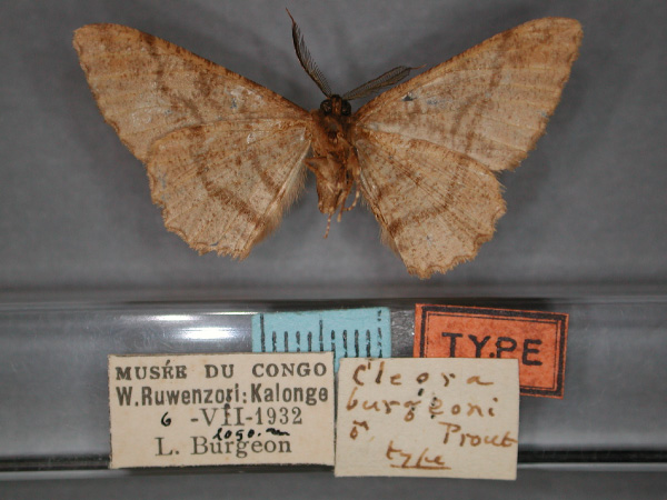 /filer/webapps/moths/media/images/B/burgeoni_Colocleora_HT_RMCA_02.jpg