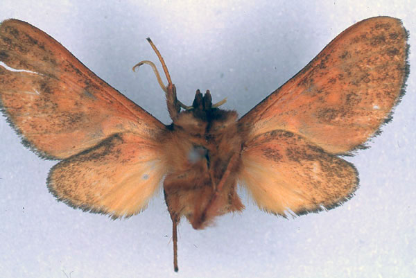 /filer/webapps/moths/media/images/B/burgessi_Mecistorhabdia_HT_BMNH_02.jpg