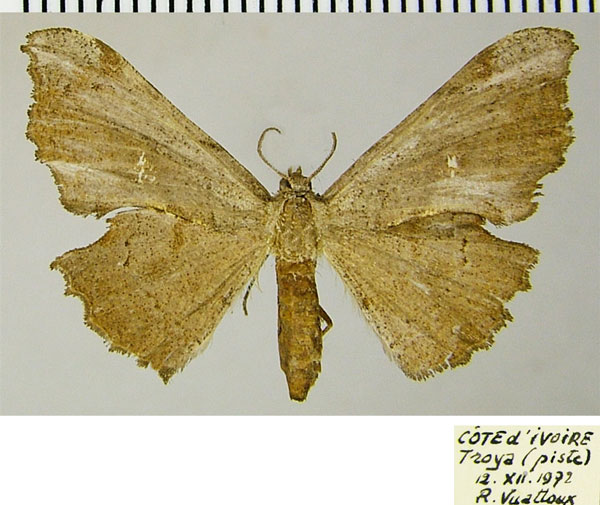 /filer/webapps/moths/media/images/B/burgessi_Xenimpia_AF_ZSM.jpg