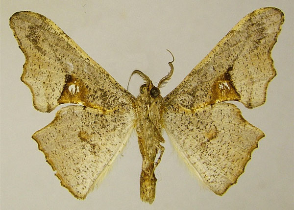 /filer/webapps/moths/media/images/B/burgessi_Xenimpia_AM_ZSMb.jpg
