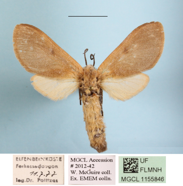 /filer/webapps/moths/media/images/B/burra_Metarctia_AF_MGCLa_02.jpg