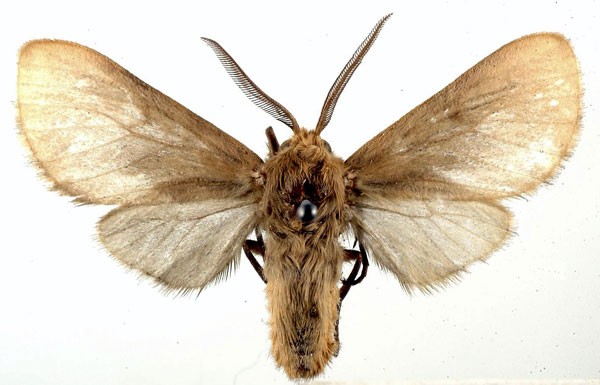 /filer/webapps/moths/media/images/B/burra_Metarctia_HT_USNM_01.jpg