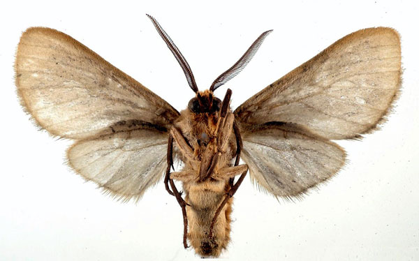 /filer/webapps/moths/media/images/B/burra_Metarctia_HT_USNM_02.jpg