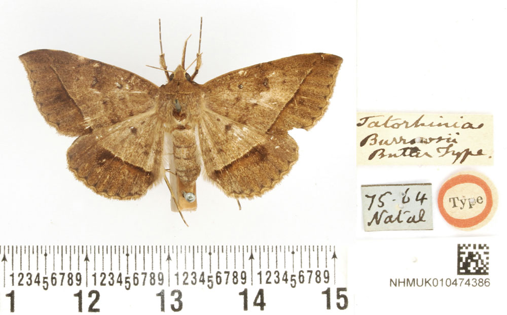 /filer/webapps/moths/media/images/B/burrowsii_Tatorinia_HT_BMNH.jpg