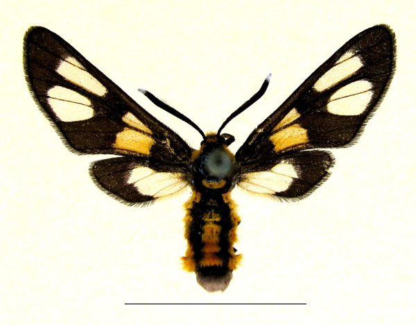 /filer/webapps/moths/media/images/B/burtti_Ceryx_AF_deFreina.jpg