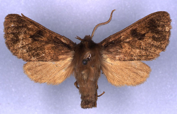 /filer/webapps/moths/media/images/B/burungae_Metarctia_HT_RMCA_01.jpg