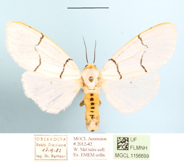 /filer/webapps/moths/media/images/B/buryi_Spilosoma_AF_MGCLa_02.JPG