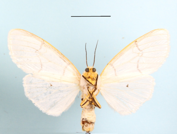 /filer/webapps/moths/media/images/B/buryi_Spilosoma_AF_MGCLb_02.JPG