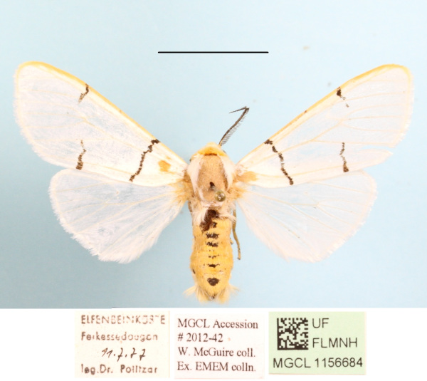 /filer/webapps/moths/media/images/B/buryi_Spilosoma_AM_MGCLa_03.JPG