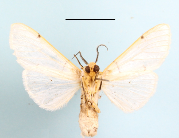 /filer/webapps/moths/media/images/B/buryi_Spilosoma_AM_MGCLb_01.JPG