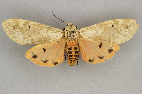 /filer/webapps/moths/media/images/B/buryi_Teracotona_ST_BMNH.jpg