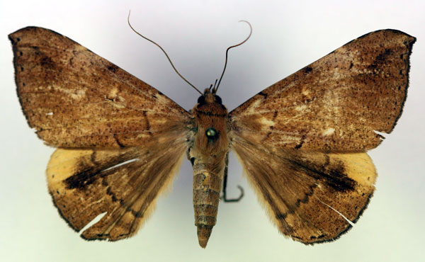 /filer/webapps/moths/media/images/B/busira_Achaea_A_RMCA.jpg