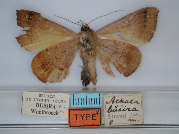 /filer/webapps/moths/media/images/B/busira_Achaea_HT_RMCA_02.jpg