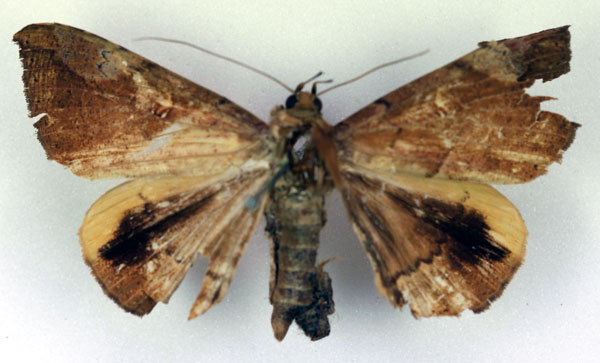 /filer/webapps/moths/media/images/B/busira_Achaea_HT_RMCA_03.jpg