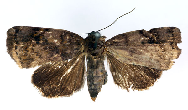 /filer/webapps/moths/media/images/B/busirensis_Maurilia_HT_RMCA.jpg