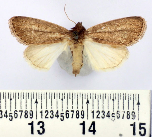 /filer/webapps/moths/media/images/B/bussindii_Aspidifrontia_AF_BMNH.jpg