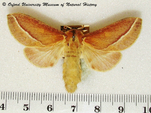 /filer/webapps/moths/media/images/B/butiti_Streblote_A_OUMNH_01.jpg