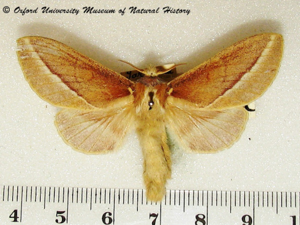 /filer/webapps/moths/media/images/B/butiti_Streblote_A_OUMNH_02.jpg