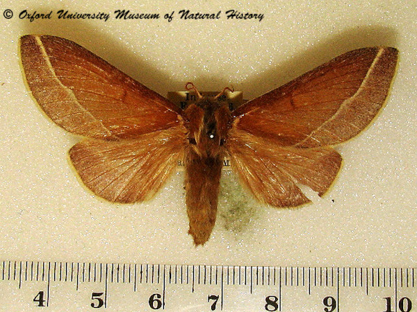 /filer/webapps/moths/media/images/B/butiti_Streblote_A_OUMNH_03.jpg