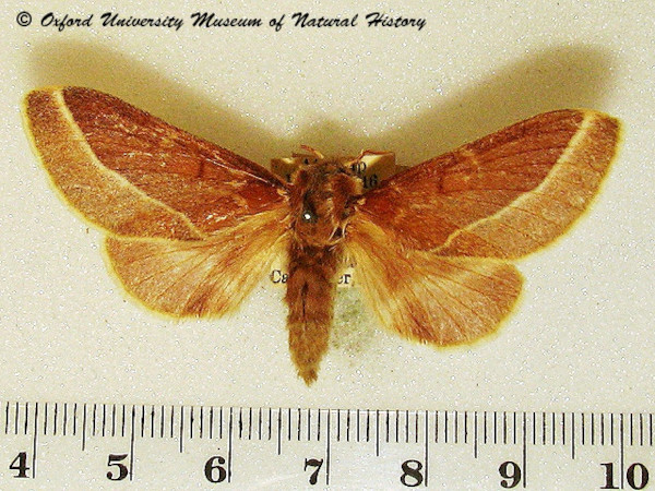 /filer/webapps/moths/media/images/B/butiti_Streblote_A_OUMNH_04.jpg