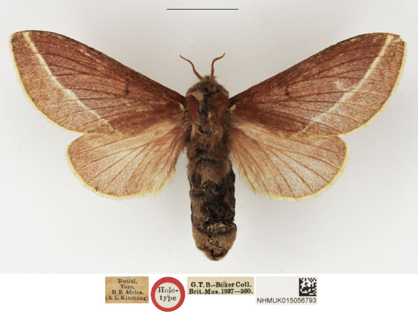 /filer/webapps/moths/media/images/B/butiti_Taragama_HT_NHMUK.jpg
