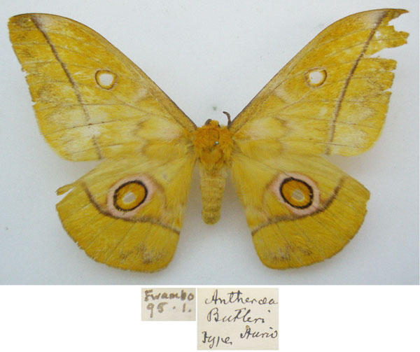 /filer/webapps/moths/media/images/B/butleri_Antheraea_HT_NHMUKa.jpg