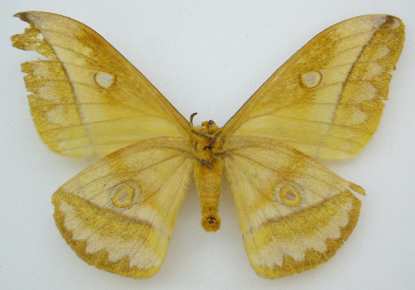 /filer/webapps/moths/media/images/B/butleri_Antheraea_HT_NHMUKb.jpg