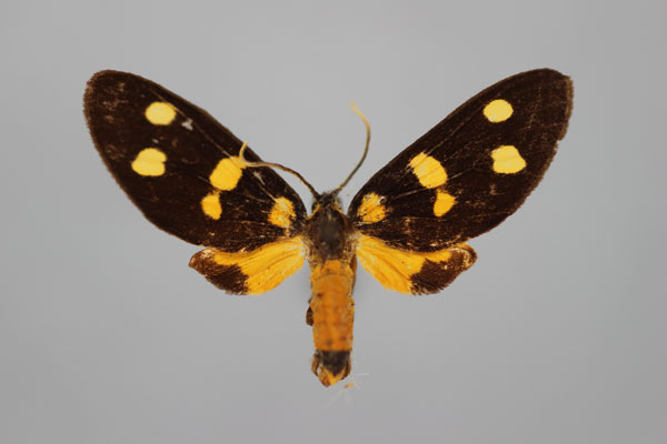 /filer/webapps/moths/media/images/B/butleri_Dubianaclia_A_BMNH.jpg