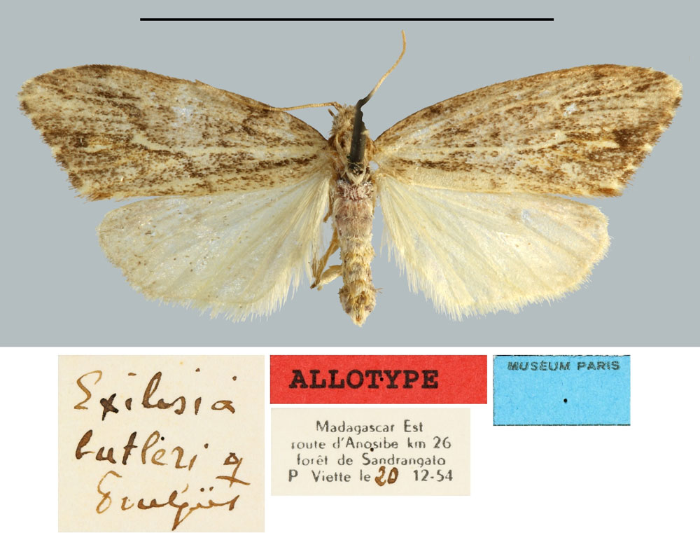 /filer/webapps/moths/media/images/B/butleri_Exilisia_AT_MNHN.jpg