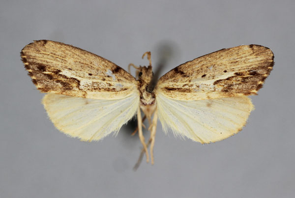 /filer/webapps/moths/media/images/B/butleri_Exilisia_A_BMNH.jpg