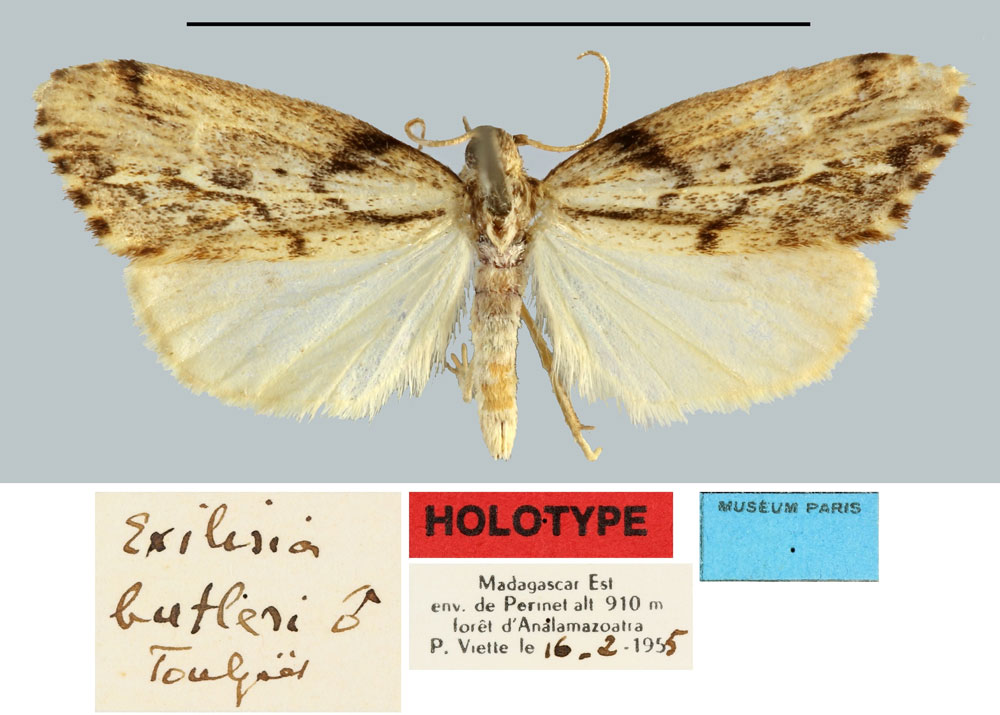 /filer/webapps/moths/media/images/B/butleri_Exilisia_HT_MNHN.jpg