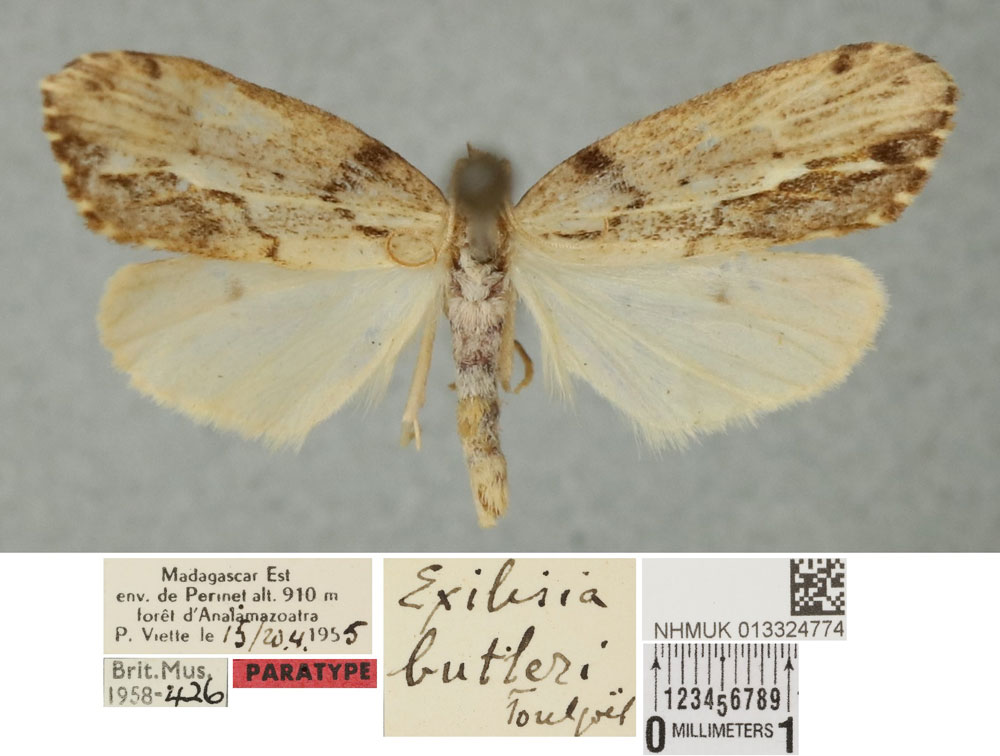 /filer/webapps/moths/media/images/B/butleri_Exilisia_PTM_BMNH.jpg