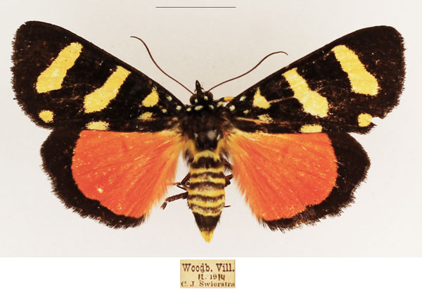 /filer/webapps/moths/media/images/B/butleri_Heraclia_AF_TMSA_01.jpg