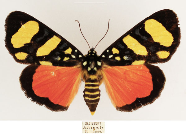 /filer/webapps/moths/media/images/B/butleri_Heraclia_AF_TMSA_02.jpg