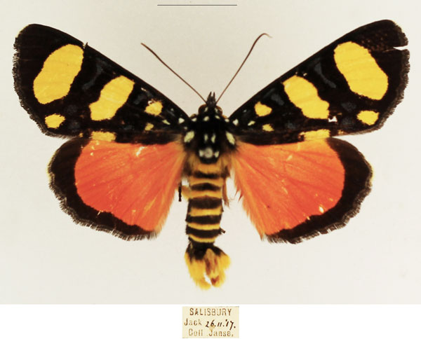 /filer/webapps/moths/media/images/B/butleri_Heraclia_AM_TMSA_02.jpg