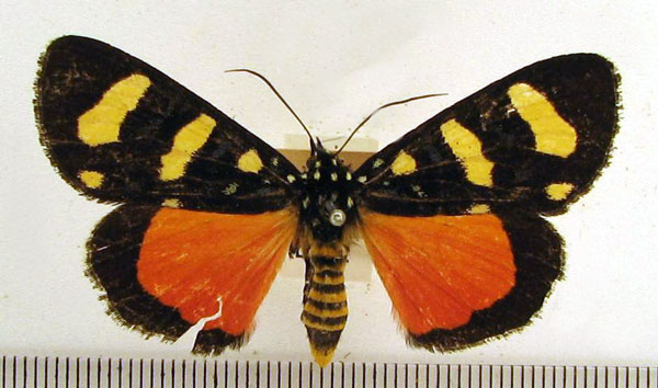 /filer/webapps/moths/media/images/B/butleri_Heraclia_A_HDOU.jpg