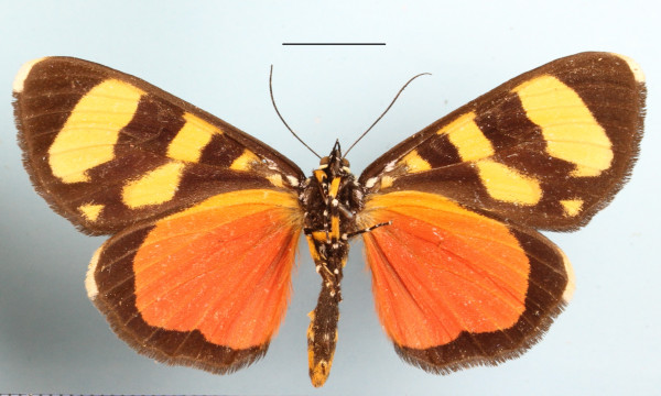 /filer/webapps/moths/media/images/B/butleri_Heraclia_A_MGCLb_01.JPG