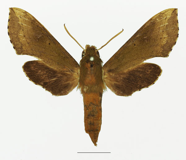 /filer/webapps/moths/media/images/B/butleri_Hippotion_AF_Basquina.jpg