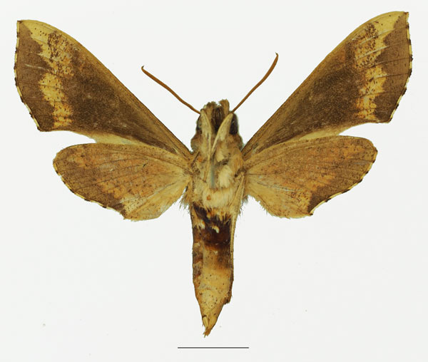 /filer/webapps/moths/media/images/B/butleri_Hippotion_AF_Basquinb.jpg