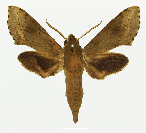 /filer/webapps/moths/media/images/B/butleri_Hippotion_AM_Basquina.jpg