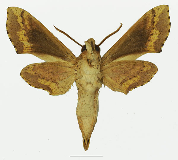 /filer/webapps/moths/media/images/B/butleri_Hippotion_AM_Basquinb.jpg