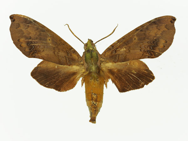 /filer/webapps/moths/media/images/B/butleri_Hypaedalea_AF_Basquin.jpg
