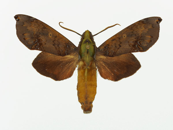 /filer/webapps/moths/media/images/B/butleri_Hypaedalea_AM_Basquin_01a.jpg