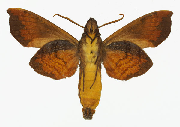 /filer/webapps/moths/media/images/B/butleri_Hypaedalea_AM_Basquin_01b.jpg