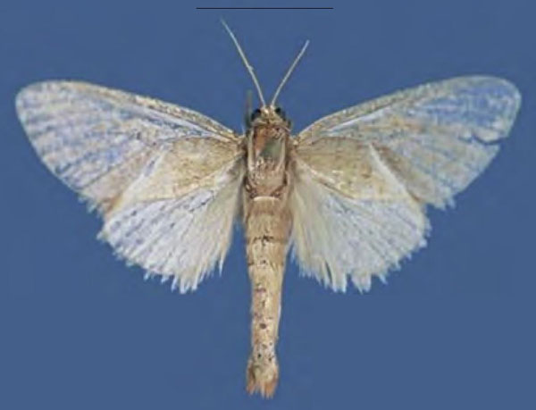 /filer/webapps/moths/media/images/B/butleri_Lukeniana_PTF_ZFMK.jpg
