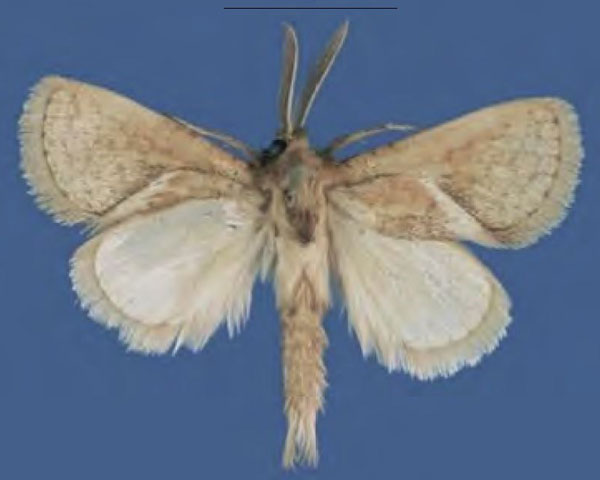 /filer/webapps/moths/media/images/B/butleri_Lukeniana_PTM_ZFMK.jpg