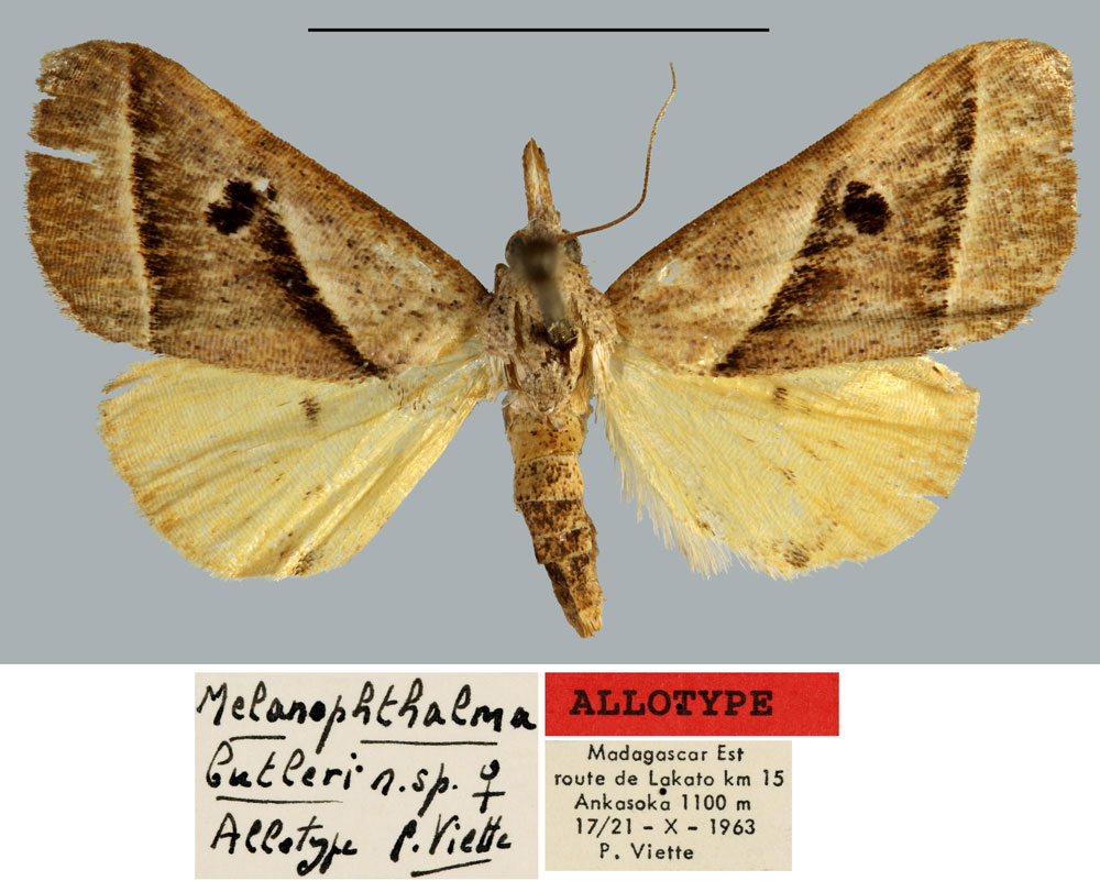 /filer/webapps/moths/media/images/B/butleri_Melanophthalma_AT_MNHN.jpg