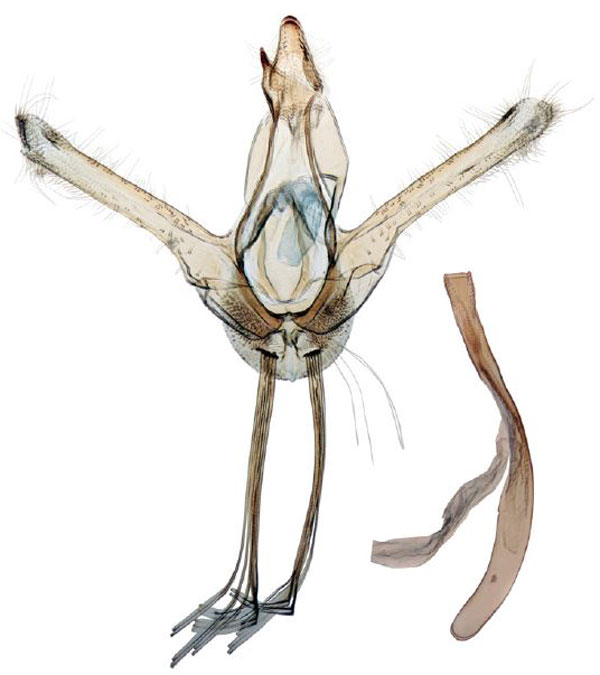 /filer/webapps/moths/media/images/B/butleri_Ptychopseustis_GMPT_BMNH.jpg