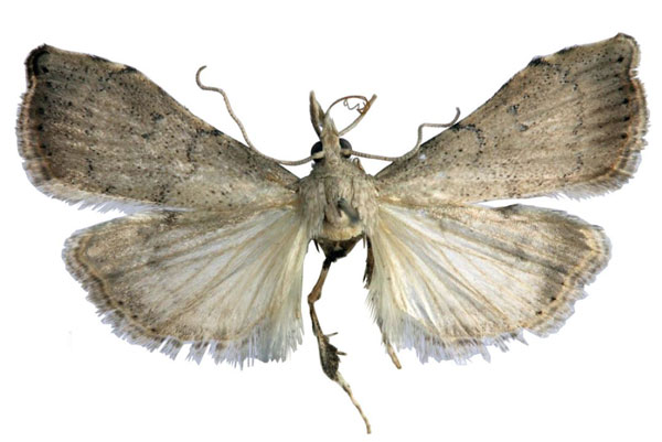 /filer/webapps/moths/media/images/B/butleri_Ptychopseustis_HT_BMNH.jpg
